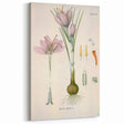 Vintage Botanical Illustration of Crocus sativus Art Print