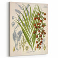 Vintage Botanical Illustration of Calamus draco Art Print