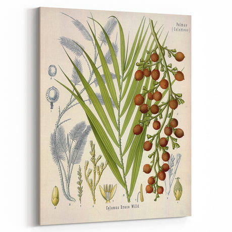 Vintage Botanical Illustration of Calamus draco Art Print