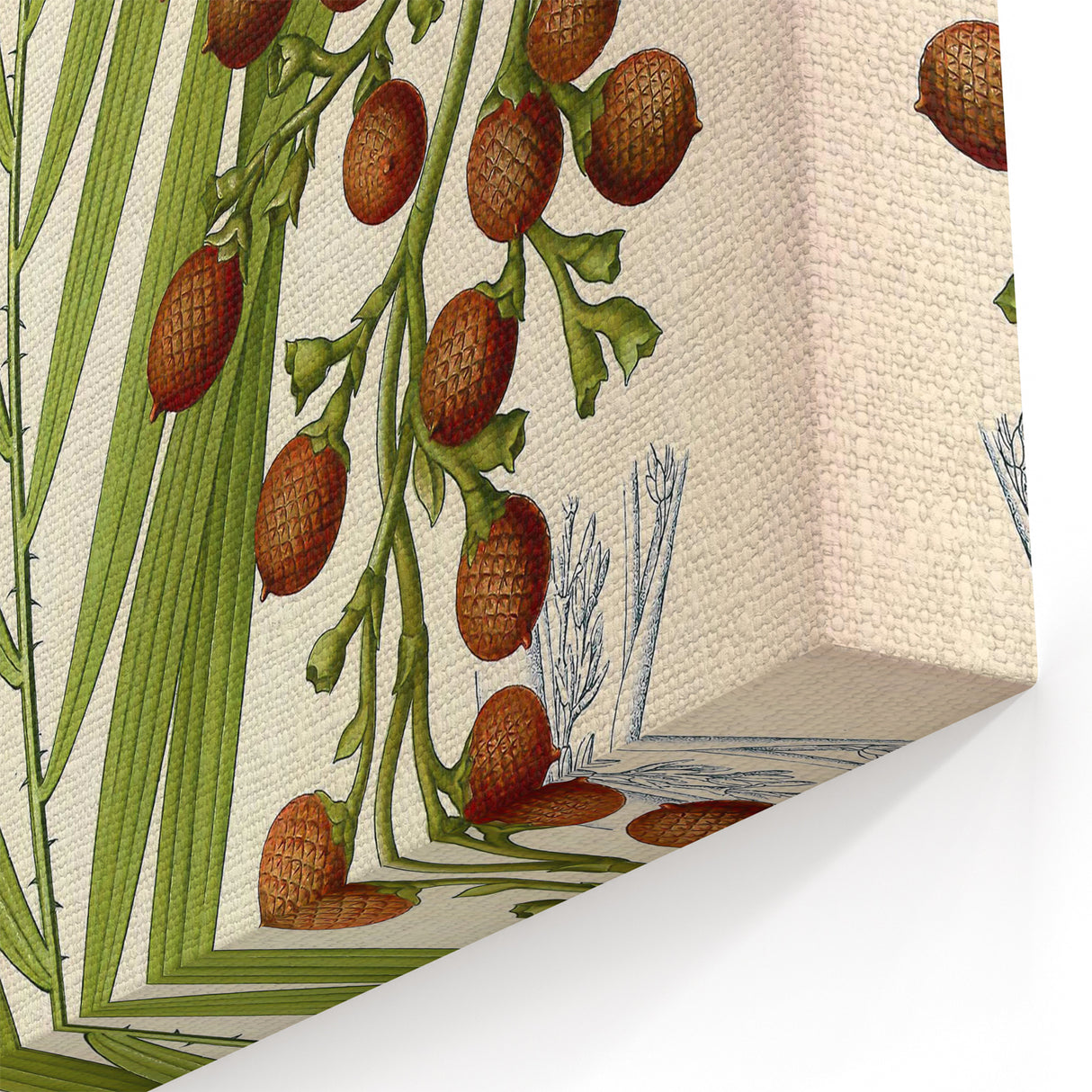 Vintage Botanical Illustration of Calamus draco Art Print