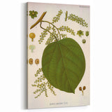 Vintage Botanical Illustration of Anamirta paniculata Art Print
