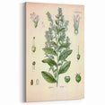 Vintage Botanical Illustration of Lobelia – Botanical Art Prints