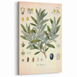 Vintage Botanical Illustration of Olive – Botanical Art Prints