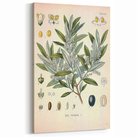 Vintage Botanical Illustration of Olive – Botanical Art Prints
