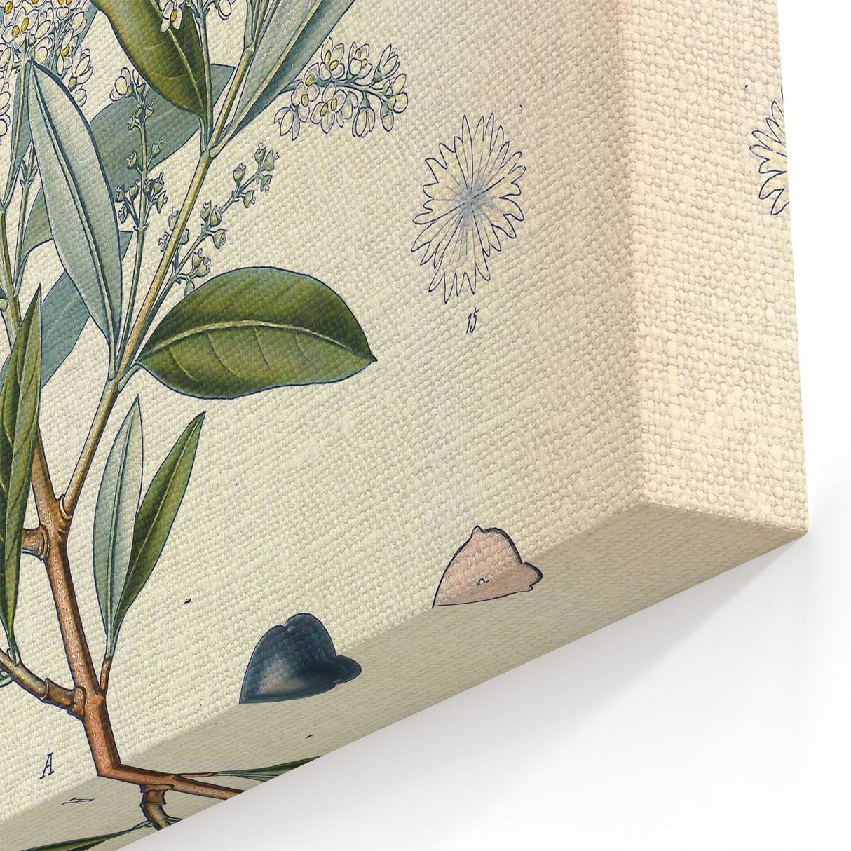 Vintage Botanical Illustration of Olive – Botanical Art Prints