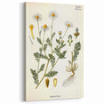 Vintage Botanical Illustration of Chamomile – Botanical Art Prints