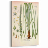 Vintage Botanical Illustration of Schoenocaulon – Botanical Art