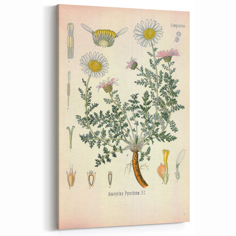 Vintage Botanical Illustration of Pyrethrum – Botanical Art