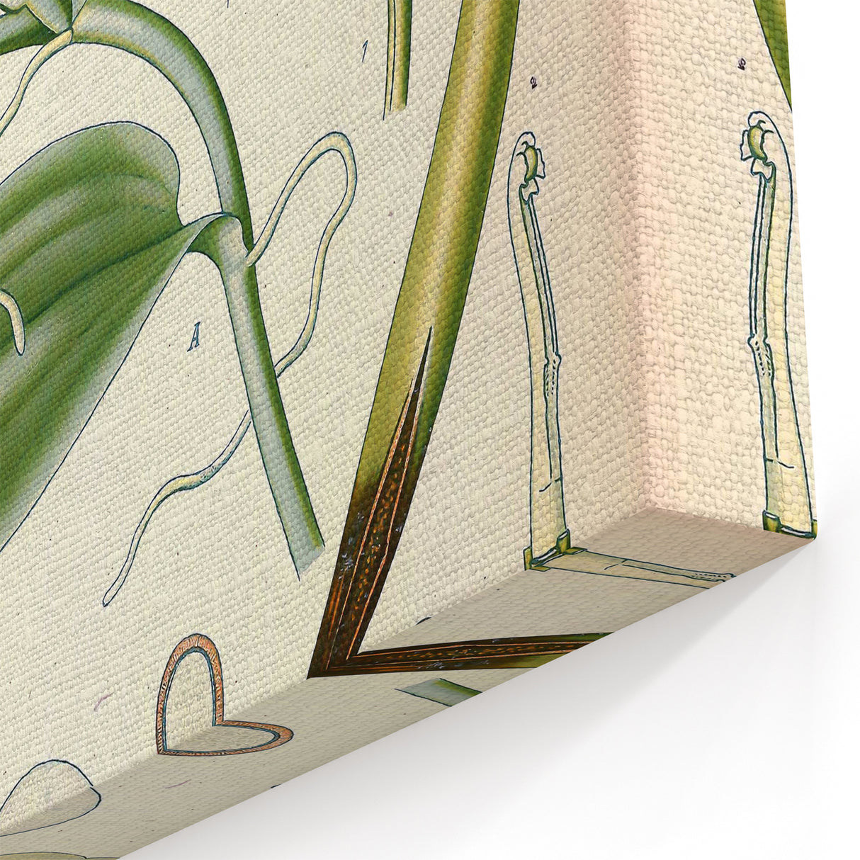Vintage Botanical Illustration of Vanilla – Botanical Art Prints