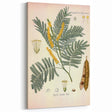 Vintage Botanical Illustration of Acacia – Botanical Art Prints