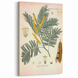 Vintage Botanical Illustration of Acacia – Botanical Art Prints