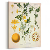 Vintage Botanical Illustration of Citrullus – Botanical Art Prints