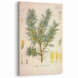 Vintage Botanical Illustration of Astragalus – Botanical Art Prints