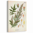 Vintage Botanical Illustration of Artemisia – Botanical Art Prints