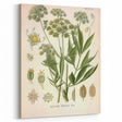 Vintage Botanical Illustration of Lovage – Botanical Art Prints