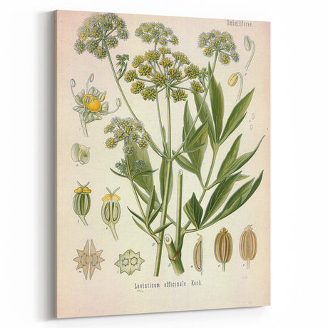 Vintage Botanical Illustration of Lovage – Botanical Art Prints