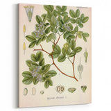 Vintage Botanical Illustration of Guaiacum – Botanical Art Prints