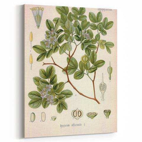 Vintage Botanical Illustration of Guaiacum – Botanical Art Prints