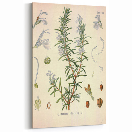 Vintage Botanical Illustration of Rosemary – Botanical Art Prints