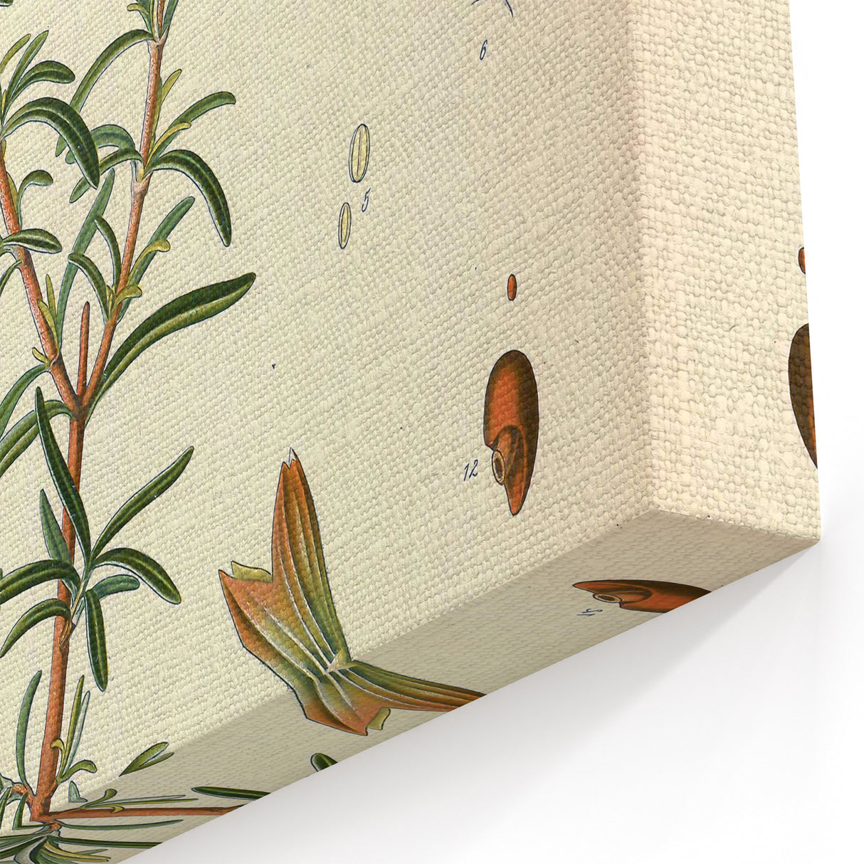 Vintage Botanical Illustration of Rosemary – Botanical Art Prints