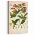 Vintage Botanical Illustration of Clove – Botanical Art Prints