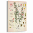 Vintage Botanical Illustration of Ononis – Botanical Art Prints