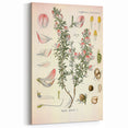 Vintage Botanical Illustration of Ononis – Botanical Art Prints