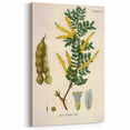 Vintage Botanical Art Print - Acacia Senegal Yellow Flower Illustration