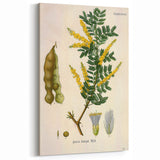 Vintage Botanical Art Print - Acacia Senegal Yellow Flower Illustration