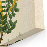 Vintage Botanical Art Print - Acacia Senegal Yellow Flower Illustration