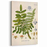 Vintage Botanical Art Print - Boswellia Carterii Flower Illustration