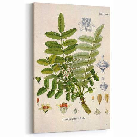 Vintage Botanical Art Print - Boswellia Carterii Flower Illustration