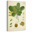 Vintage Botanical Print - Pterocarpus Santalinus Flower Illustration