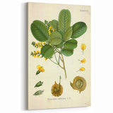 Vintage Botanical Print - Pterocarpus Santalinus Flower Illustration