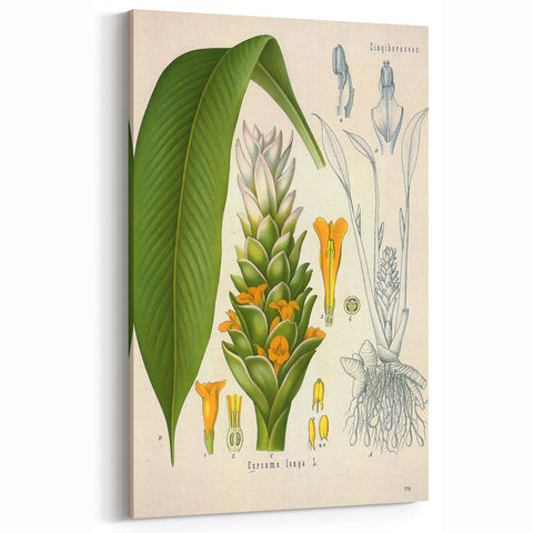 Botanical Art Prints - Vintage Curcuma Longa Illustration Art