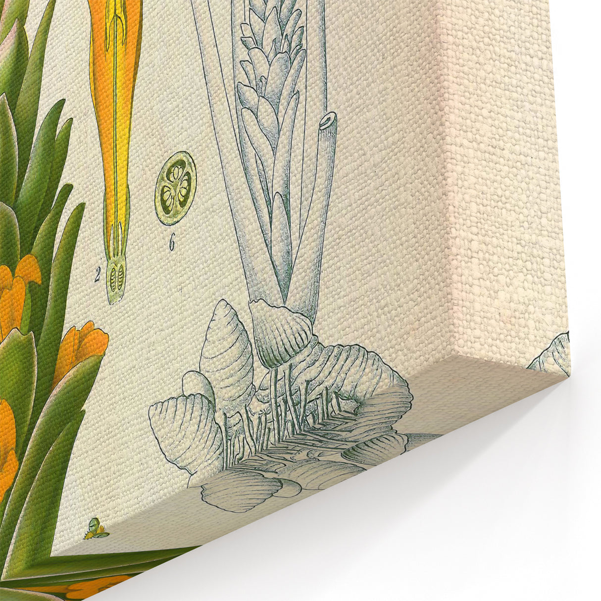 Botanical Art Prints - Vintage Curcuma Longa Illustration Art