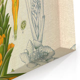 Botanical Art Prints - Vintage Curcuma Longa Illustration Art