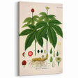 Botanical Art Prints - Vintage Hydrastis Canadensis Illustration Art