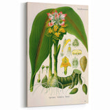 Botanical Art Prints - Vintage Curcuma Zedoaria Illustration Art