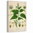 Botanical Art Prints - Vintage Croton Tiglium Illustration Art