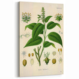Botanical Art Prints - Vintage Croton Tiglium Illustration Art