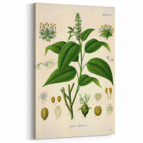 Botanical Art Prints - Vintage Croton Tiglium Illustration Art