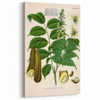 Botanical Art Prints - Vintage Toluifera Pereirae Illustration Art