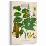 Botanical Art Prints - Vintage Toluifera Pereirae Illustration Art