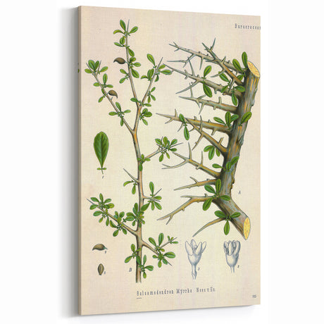 Botanical Art Prints - Vintage Balsamodendron Myrrha Illustration Art