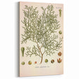 Botanical Art Prints: Vintage Callitris Quadrivalvis Illustration