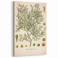 Botanical Art Prints: Vintage Callitris Quadrivalvis Illustration