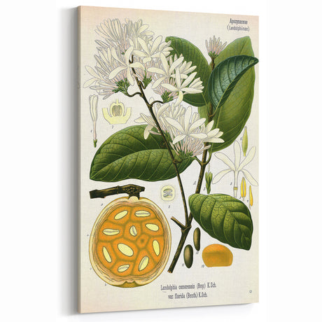 Botanical Art Prints: Landolphia Comorensis Vintage Illustration