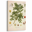 Botanical Art Prints: Pistacia Lentiscus Vintage Illustration