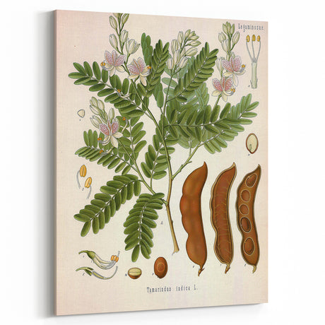Botanical Art Prints: Tamarindus Indica Vintage Illustration